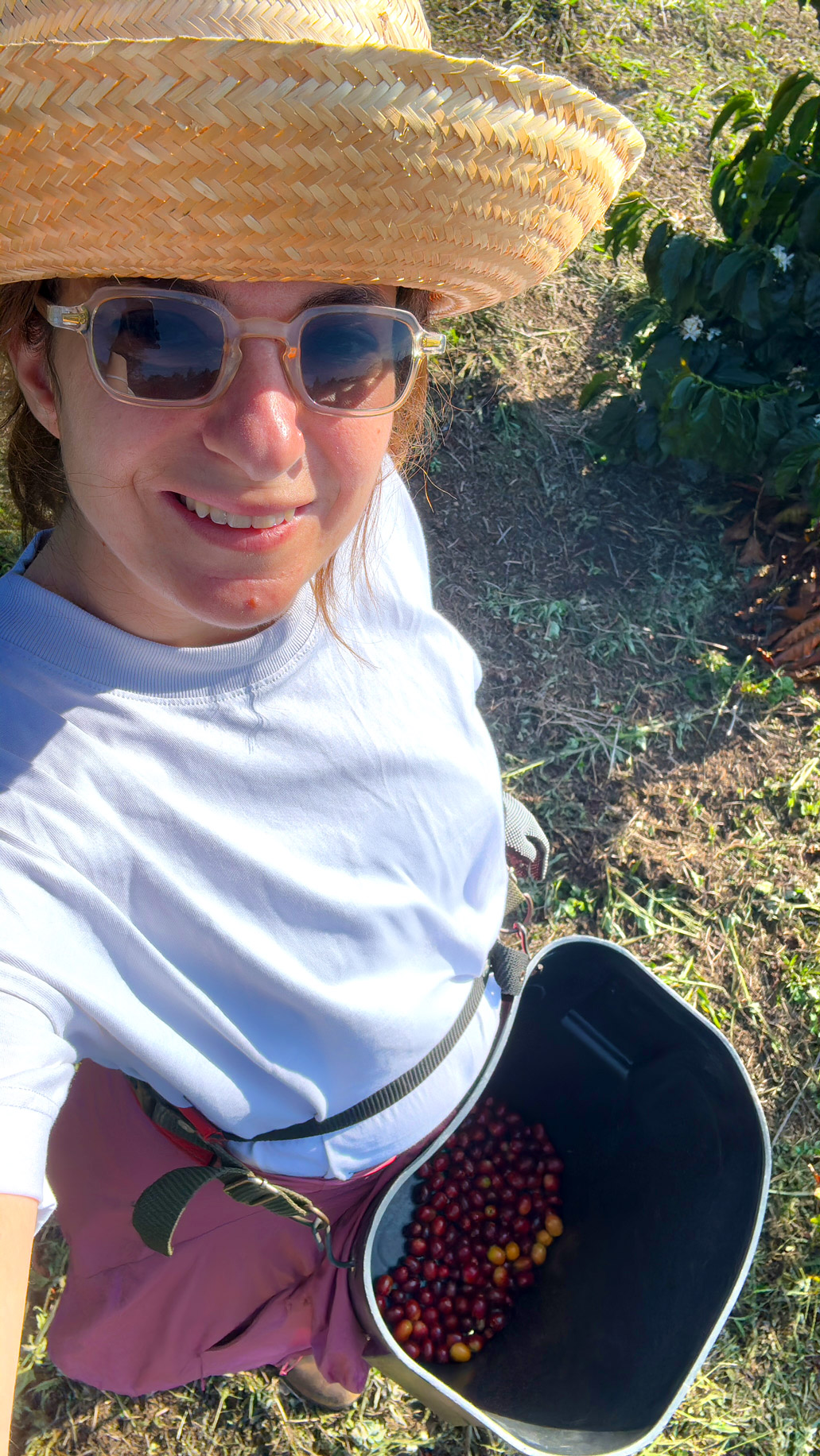 Sarit our founder CEO is cherry picking at Cata Reserva